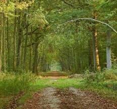 Randonnée de 17 km en foret de dourdan