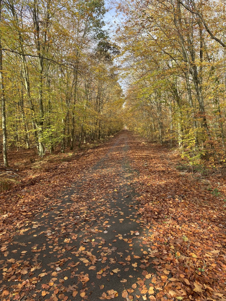 Balade en Forêt de St Etienne du Rouvray