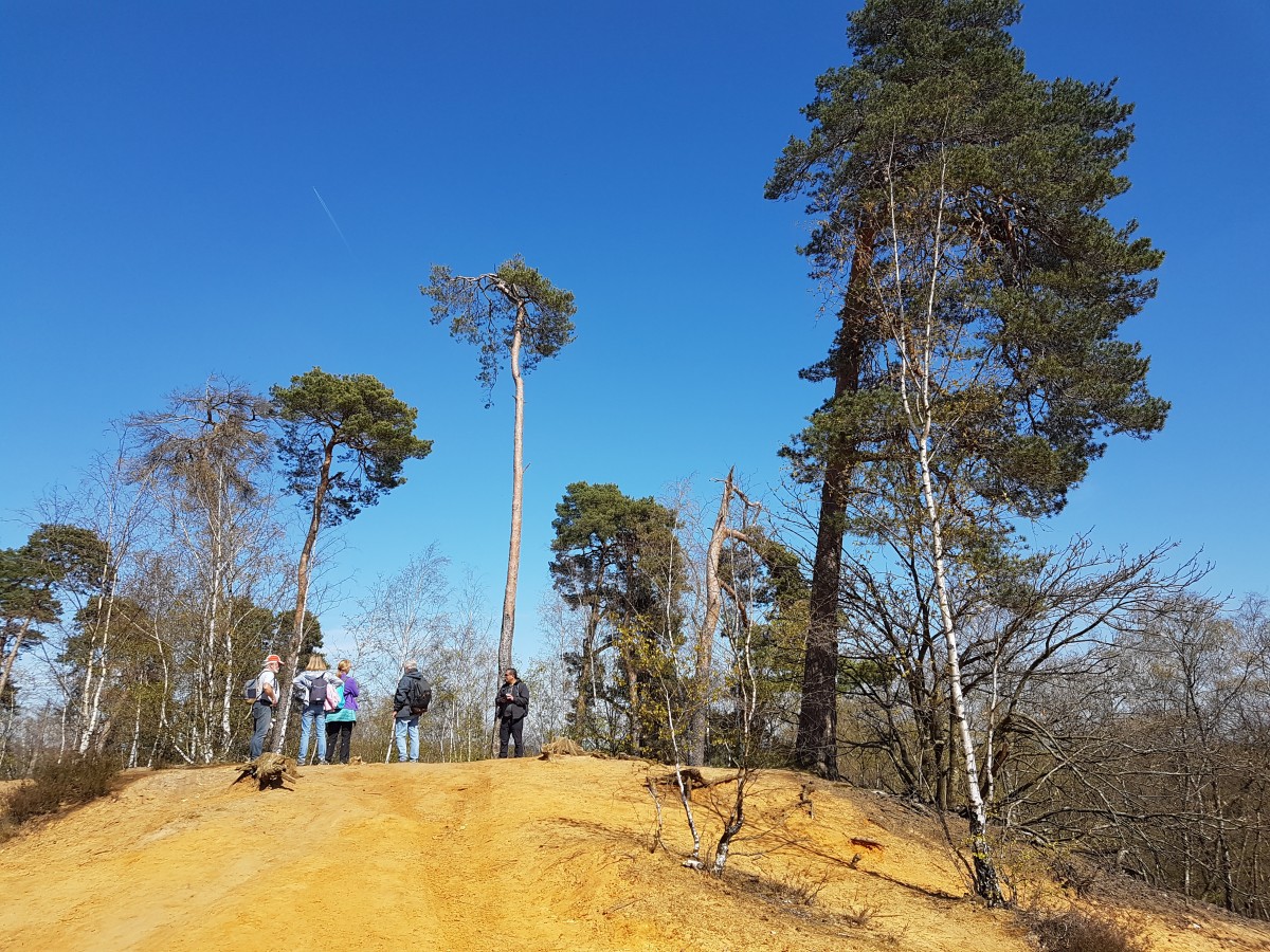 Rando 10,5 km en forêt de Montmorency