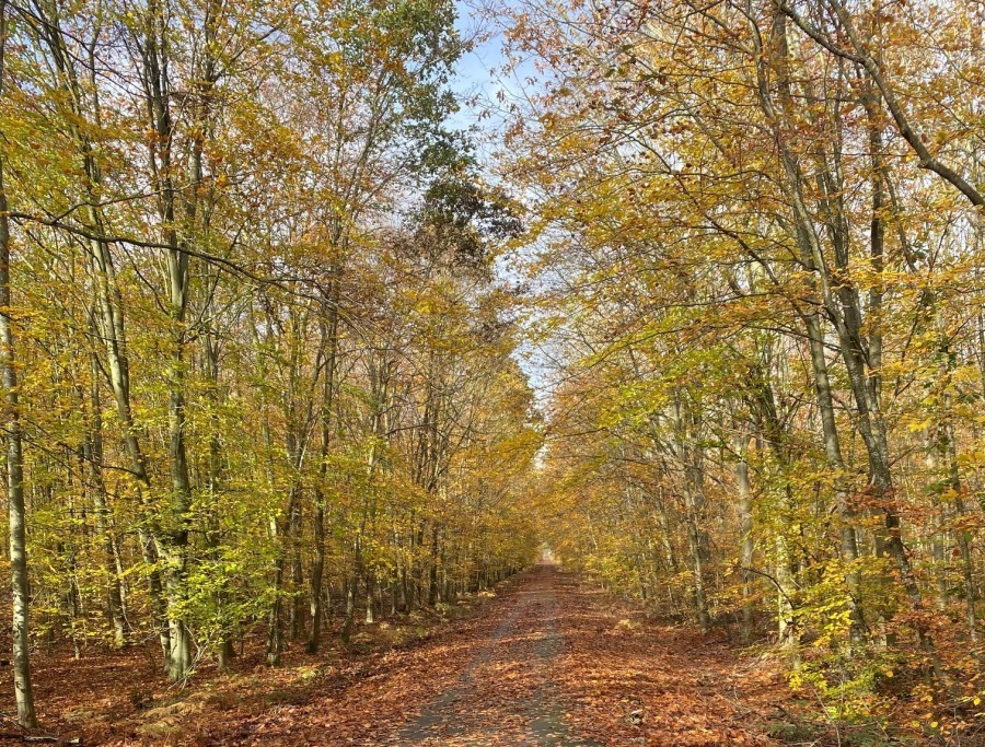 Marche en Forêt de St Etienne du Rouvray