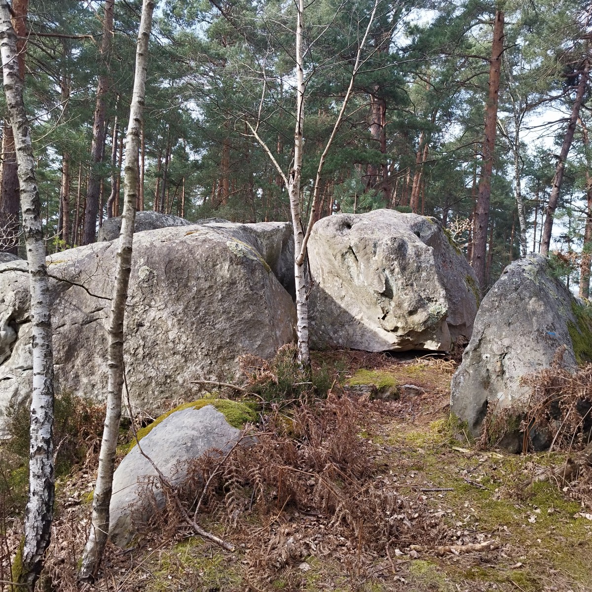 RANDO FORET DE FONTAINEBLEAU