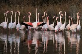 la parade nuptiale chez les flamants roses