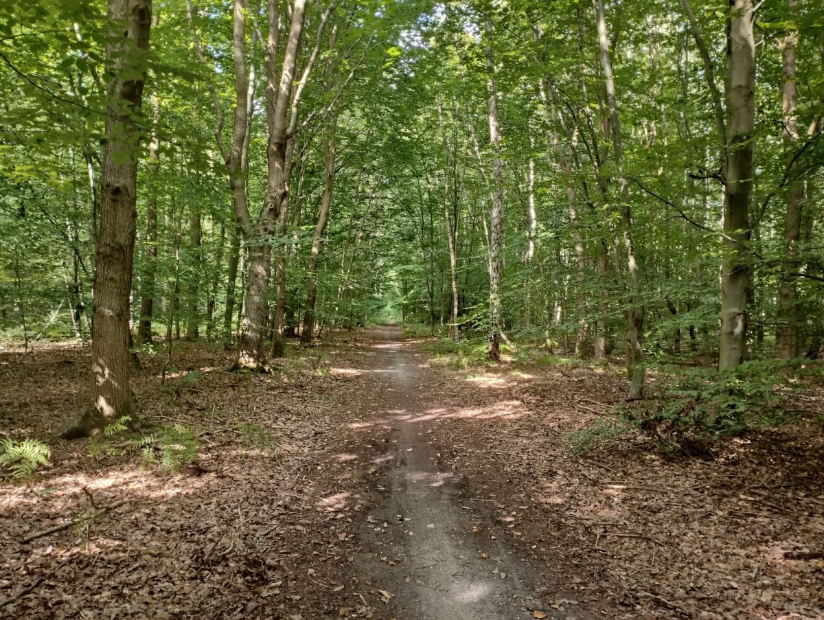 Marche à la Forêt Verte