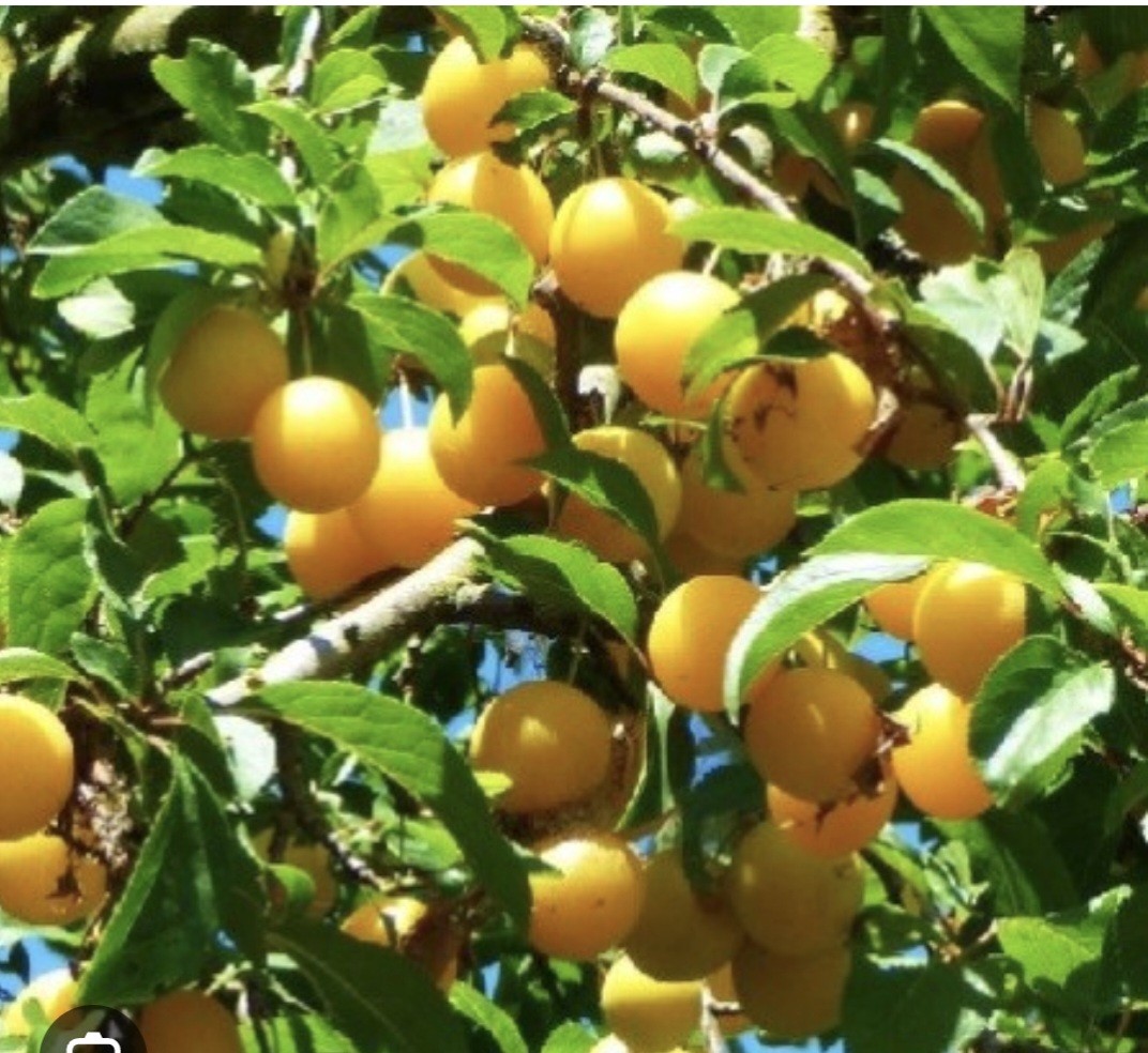 Journée mirabelles à Ste Ménéhould